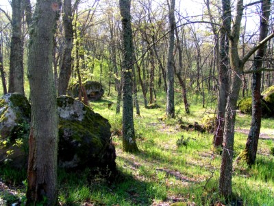 MINOLTA DIGITAL CAMERA